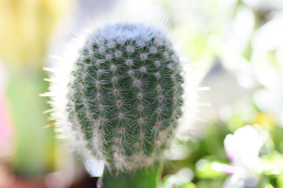 La localidad de Segura ha acogido este domingo su tradicional Feria de Flores y Plantas de Primavera