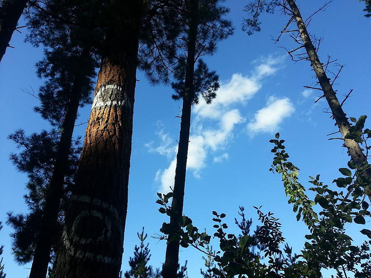 Fotos: El bosque de Oma