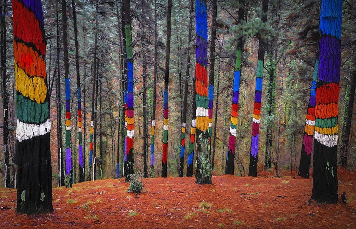 Fotos: El bosque de Oma