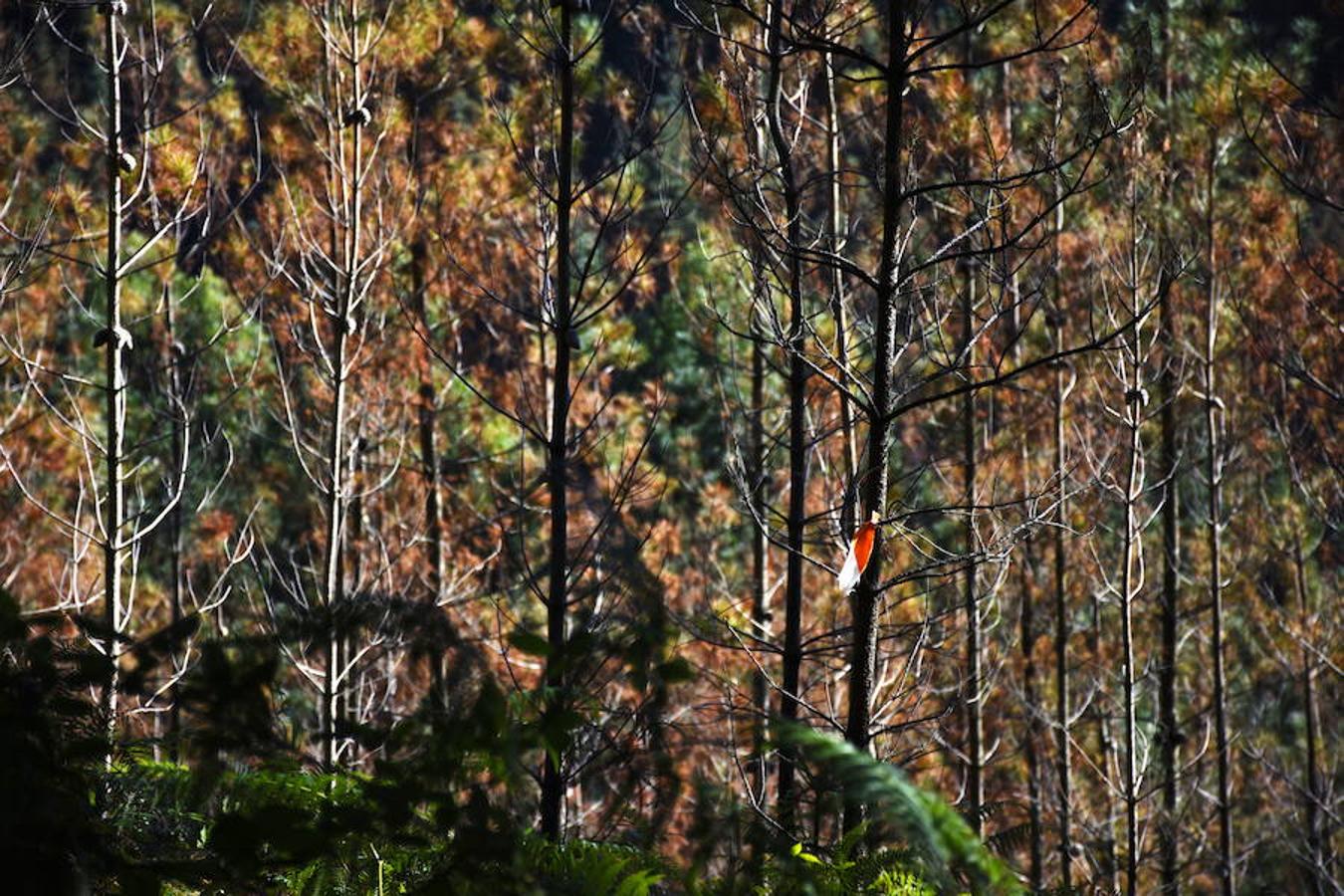 Fotos: El bosque de Oma