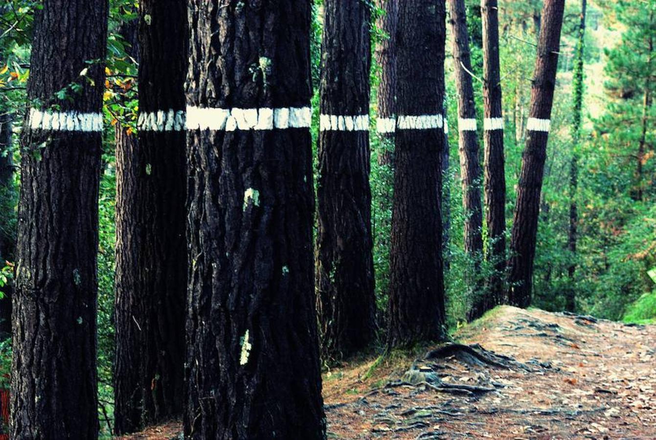 Fotos: El bosque de Oma