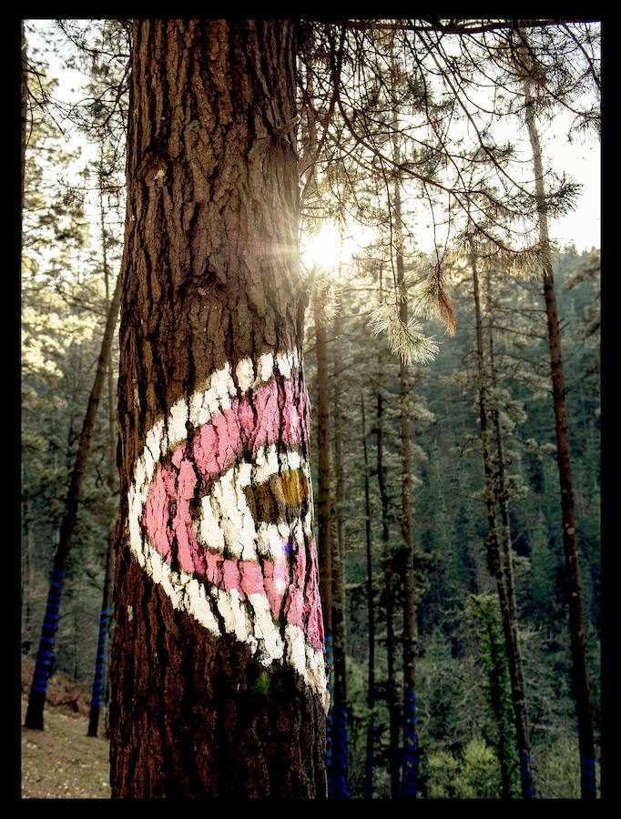 Fotos: El bosque de Oma