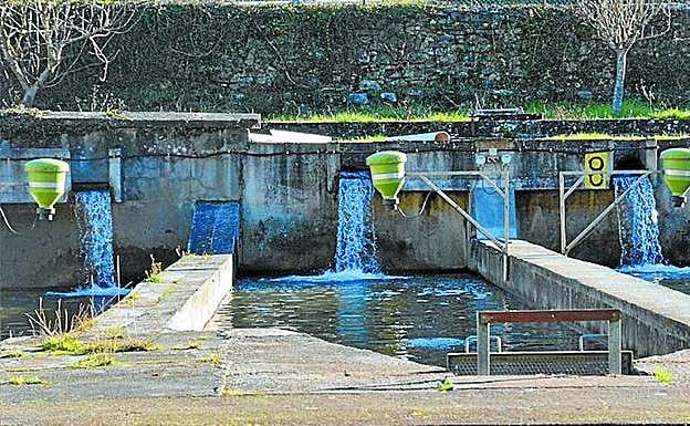 Imagen principal - Los salmones desvelan sus secretos