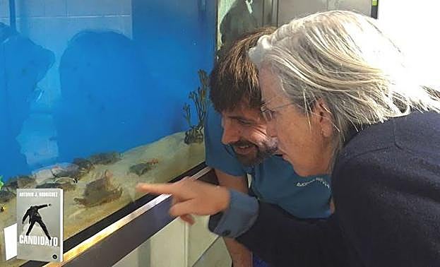 Las cuatro crías de raya.