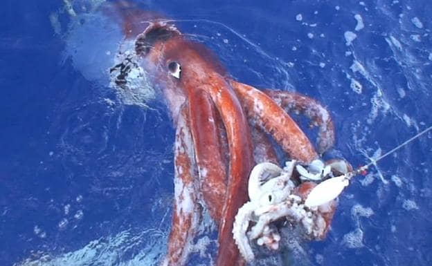 La ciencia tras el enigma del calamar gigante