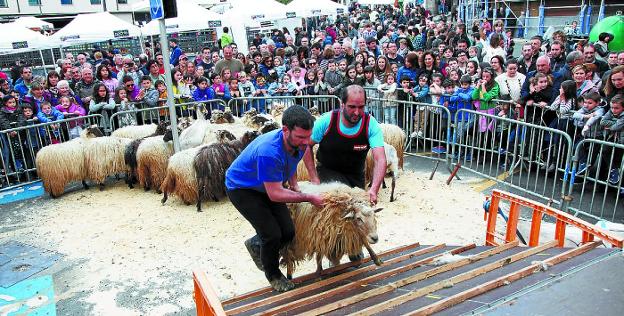 Tras el paréntesis del año pasado la exposición de carneros y ovejas vuelve a ser concurso. 