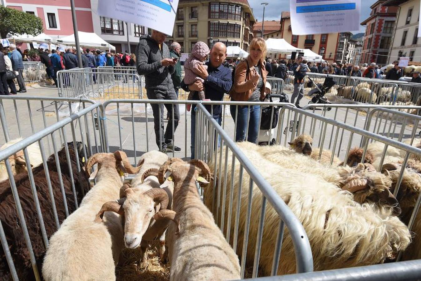 Más de 2.000 ovejas cruza este miércoles por la mañana el casco histórico de Ordizia. Serán protagonistas, como cada miércoles de Pascua, del Artzain Eguna o Día del Pastor en la localidad goierriarra.