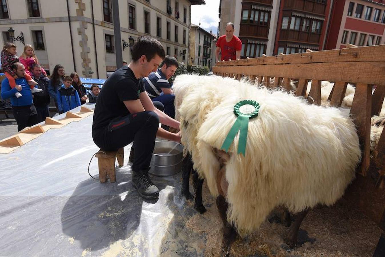 Más de 2.000 ovejas cruza este miércoles por la mañana el casco histórico de Ordizia. Serán protagonistas, como cada miércoles de Pascua, del Artzain Eguna o Día del Pastor en la localidad goierriarra.