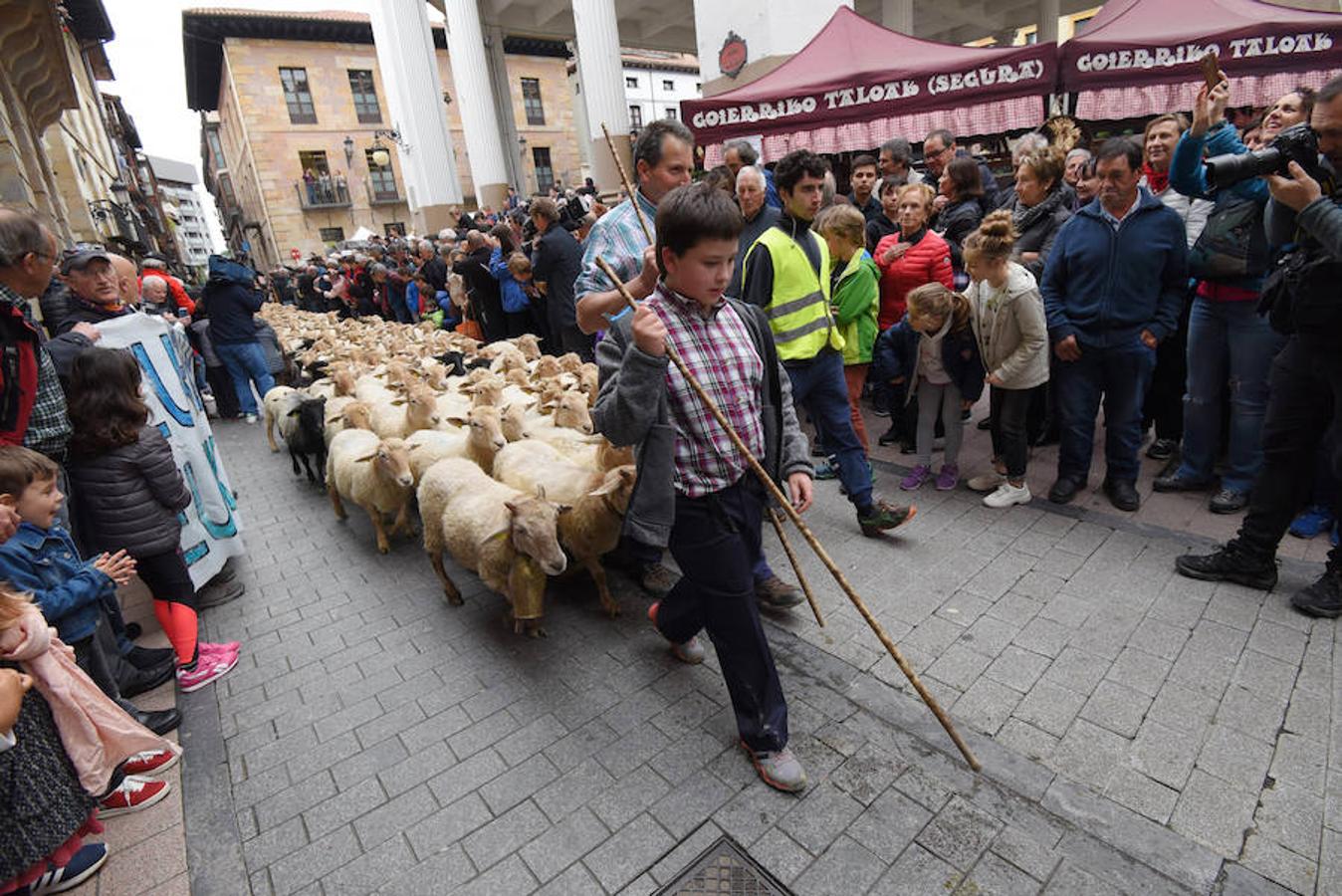 Más de 2.000 ovejas cruza este miércoles por la mañana el casco histórico de Ordizia. Serán protagonistas, como cada miércoles de Pascua, del Artzain Eguna o Día del Pastor en la localidad goierriarra.