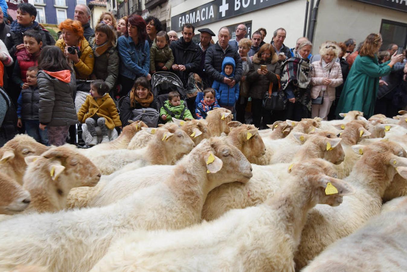 Más de 2.000 ovejas cruza este miércoles por la mañana el casco histórico de Ordizia. Serán protagonistas, como cada miércoles de Pascua, del Artzain Eguna o Día del Pastor en la localidad goierriarra.
