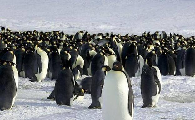 Catástrofe reproductiva en una de las mayores colonias de pingüinos de la Antártida