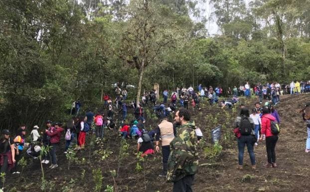 Una universidad colombiana sembrará 8.000 árboles para combatir la deforestación
