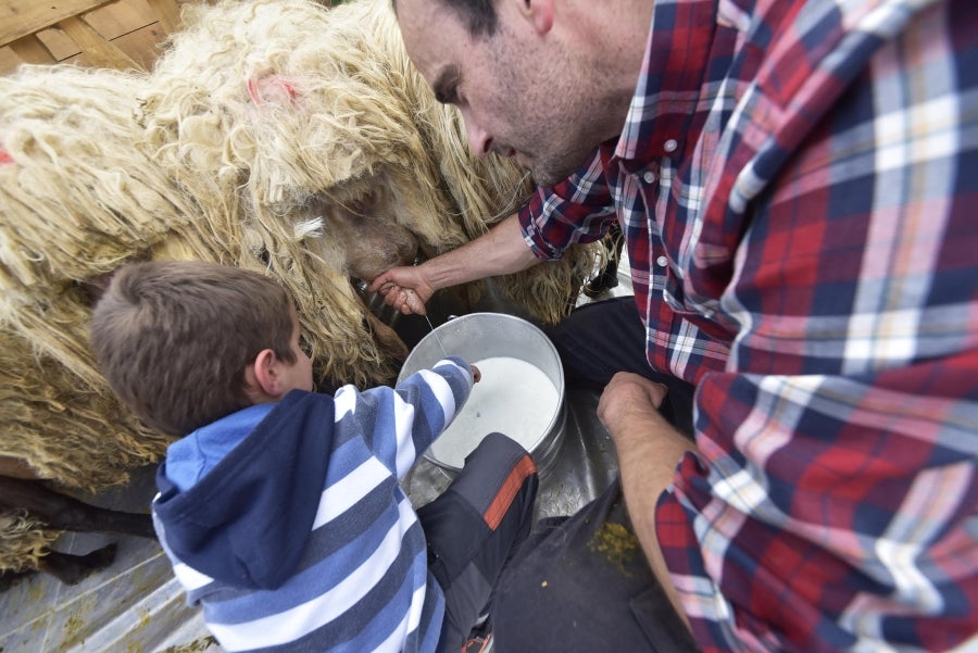 Comienza la feria del queso vasco de Idiazabal. Un total de 29 fabricantes de queso de Euskadi, Iparralde y Navarra han acercado sus quesos a la plaza mayor de Idiazabal, escenario de gran parte de los actos organizados con motivo de esta feria. 