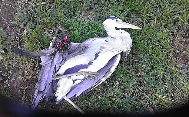 Una de las garzas reales abatidas que denuncia Eguzki. 