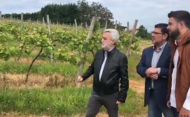 Cano en los viñedos de Getaria. 