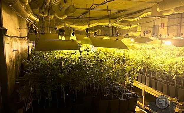 Cuatro condenados por un cultivo de 634 plantas de marihuana en Zizurkil