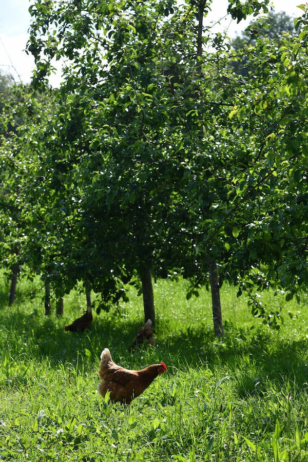 Sagardotegis y txakolindegis del territorio participan junto al Departamento de Ornitología de Aranzadi en un proyecto piloto para controlar las plagas de forma biológica 