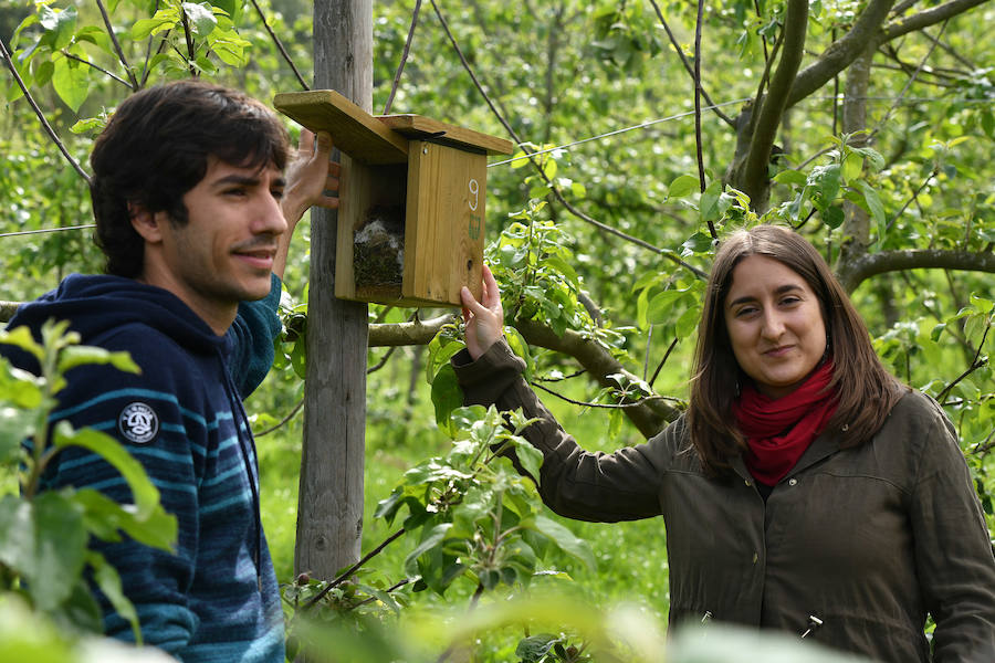 Sagardotegis y txakolindegis del territorio participan junto al Departamento de Ornitología de Aranzadi en un proyecto piloto para controlar las plagas de forma biológica 