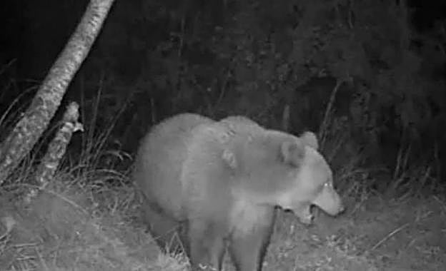 'Claverina', captada por una cámara de detección de movimiento