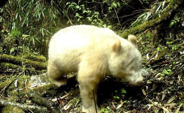 Un raro ejemplar de oso panda albino es avistado en China