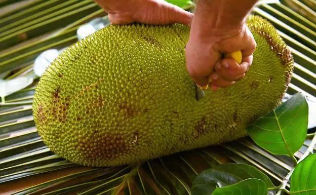 El peso del jackfruit puede alcanzar los 50 kilos. 