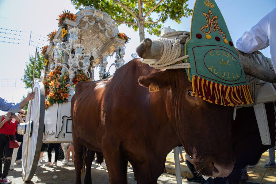 Miles de peregrinos han iniciado la romería del Roció. Este año son 124 las hermandades filiales que hará el camino hasta la aldea, tres más que el pasado año, La romería recorre los caminos del Parque Nacional de Doñana hasta llegar a la fiesta del Rocío donde los rocieros esperarán a que saquen a la 'Blanca Paloma', como se conoce coloquialmente a la Virgen del Rocío. La noche del domingo se celebra una gran fiesta rociera y se realiza el rezo del rosario hasta la llegada del alba cuando se produce el esperado 'salto de la reja' y comienza la procesión de la 'Blanca Paloma'. Este año se celebra el 8 de junio el Centenario de la Coronación Canónica de la Virgen del Rocío.