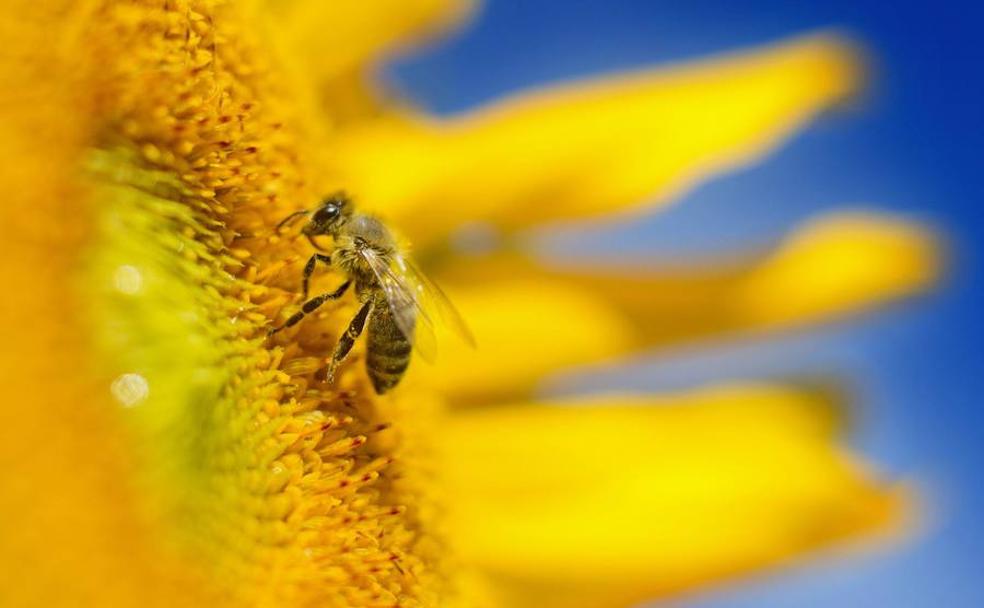 Una abeja recoge polen de un girasol.