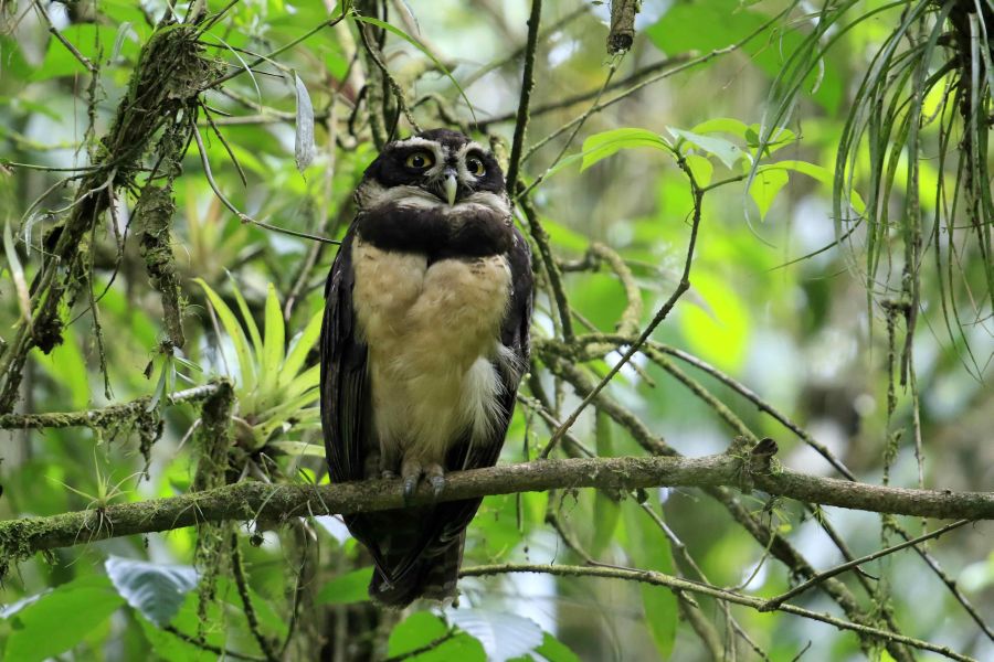 Costa Rica celebró el Día Mundial del Medio Ambiente con la creación del Parque Nacional Miravalles-Jorge Manuel Dengo, el número 29 del país, así como con el lanzamiento de una página para mostrar información sobre su rica biodiversidad. 