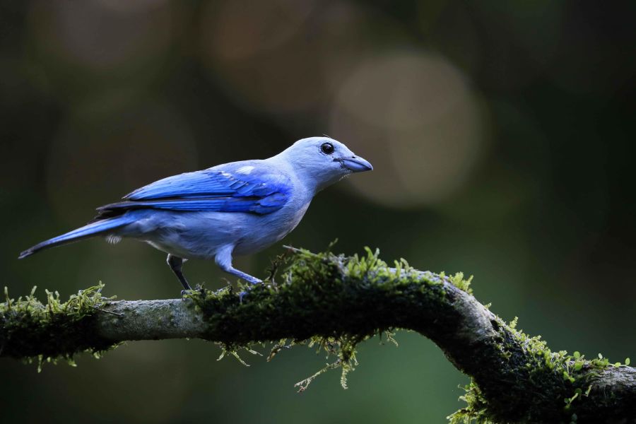 Costa Rica celebró el Día Mundial del Medio Ambiente con la creación del Parque Nacional Miravalles-Jorge Manuel Dengo, el número 29 del país, así como con el lanzamiento de una página para mostrar información sobre su rica biodiversidad. 