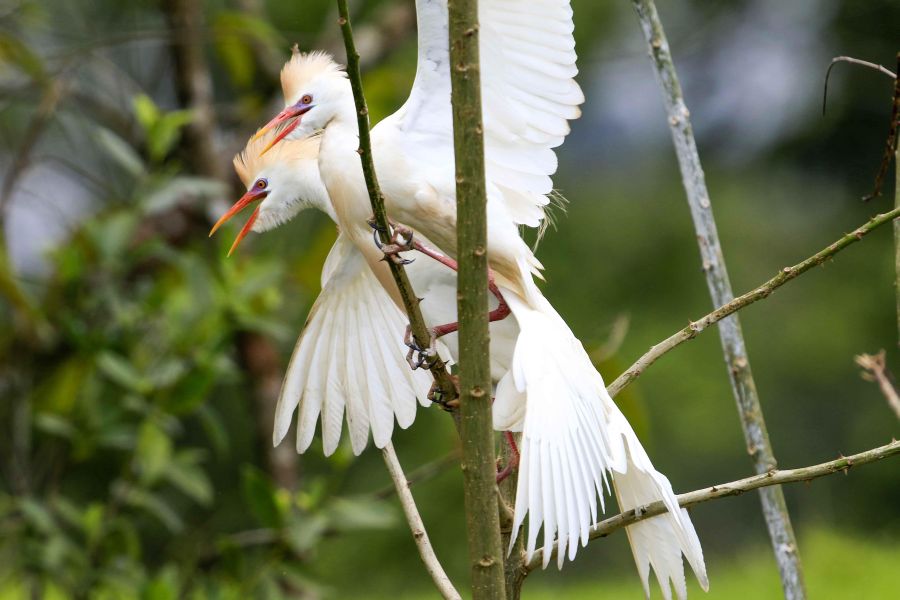 Costa Rica celebró el Día Mundial del Medio Ambiente con la creación del Parque Nacional Miravalles-Jorge Manuel Dengo, el número 29 del país, así como con el lanzamiento de una página para mostrar información sobre su rica biodiversidad. 