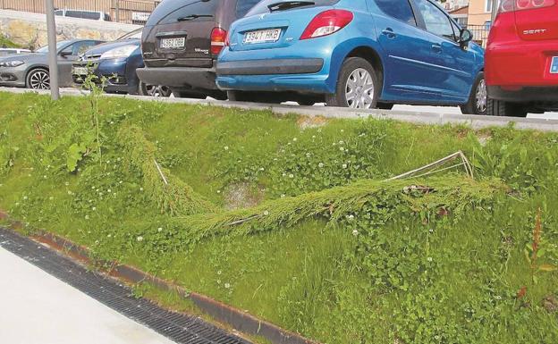 Dos ejemplares de ciprés, caídos en los jardines del mirador de Oleta, que no han tenido ningún mantenimiento desde que se inauguró.