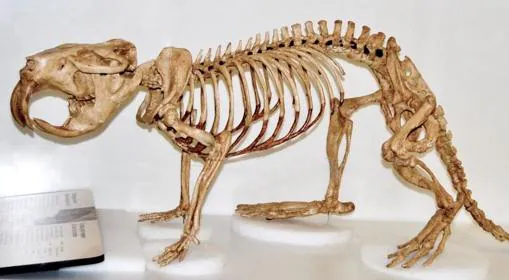 Un esqueleto de castor gigante. 
