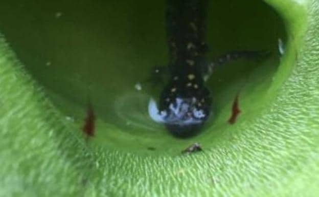 Una salamandra atrapada en una planta carnívora del parque Algonquin en Ontario. 