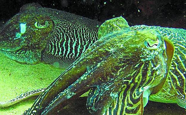 Imagen principal - Vida y misterio bajo la costa guipuzcoana