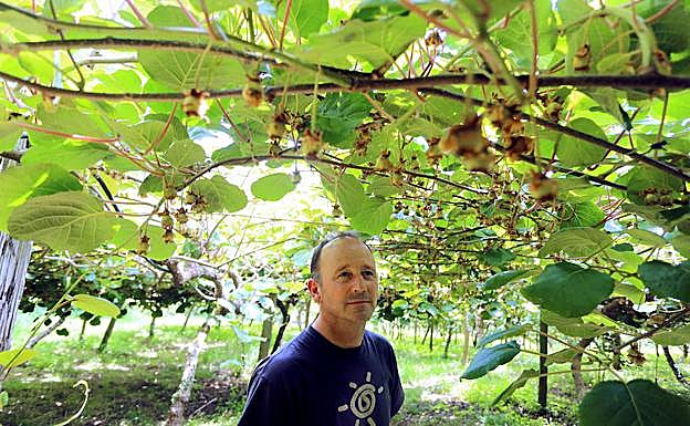 Unanue Zar. Antton entre su plantación de kiwis que mostrará a los visitantes que se acerquen a su caserío en Donostia. 