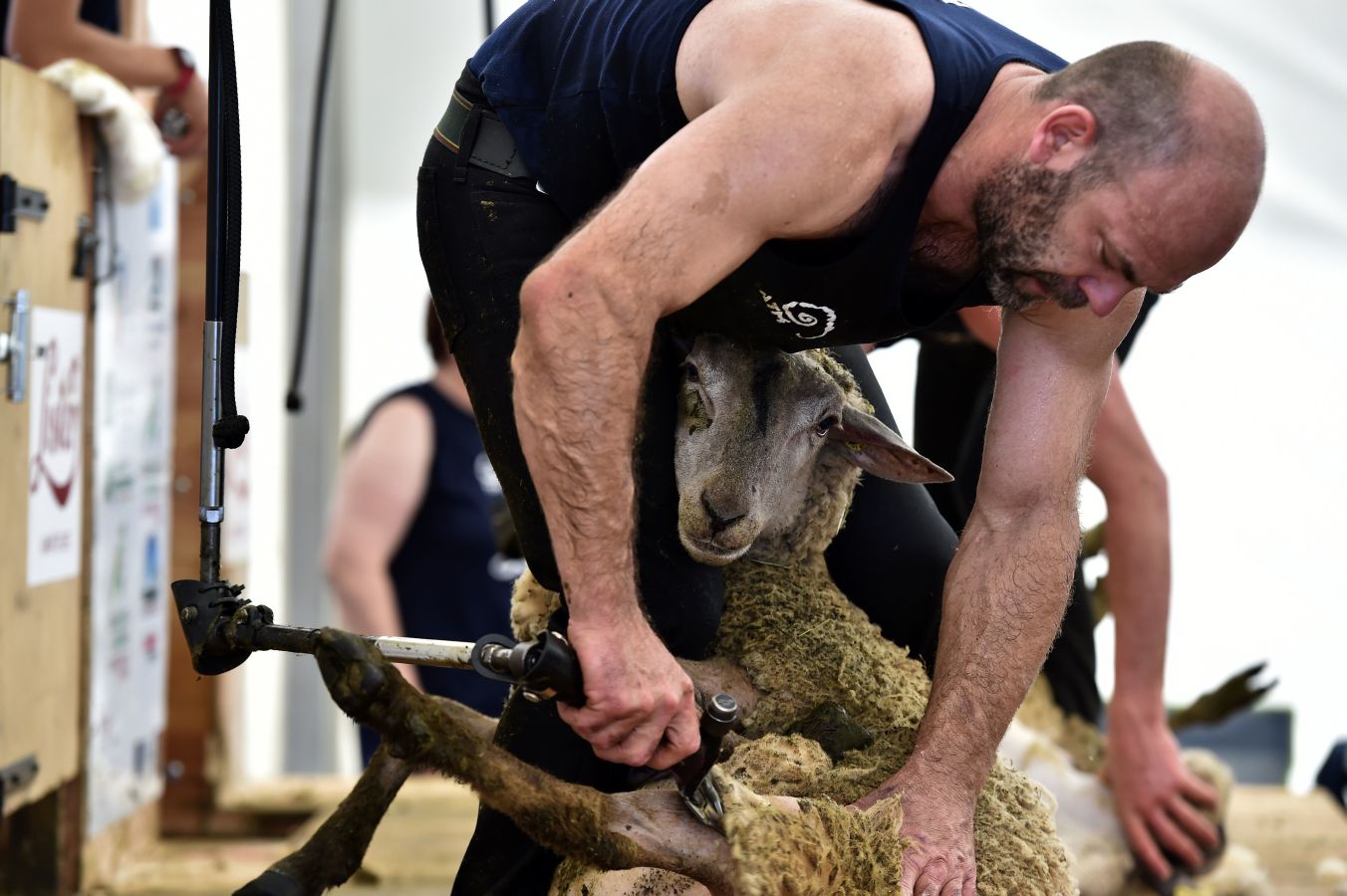 Fotos: Los más hábiles con las ovejas