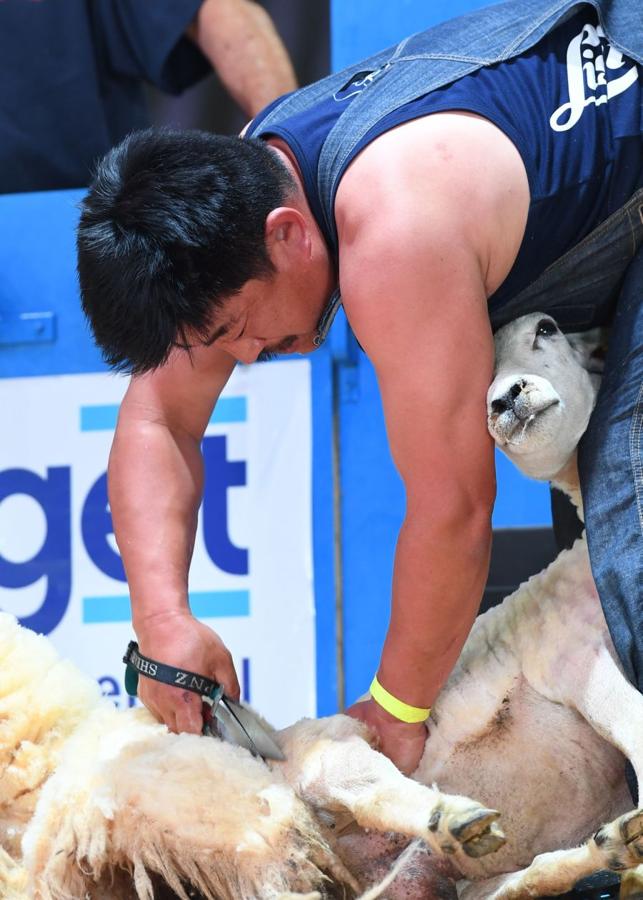 Fotos: Los más hábiles con las ovejas