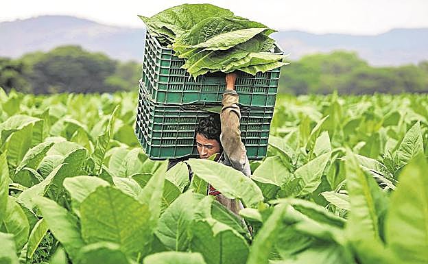 Nicaragua, tabaco
