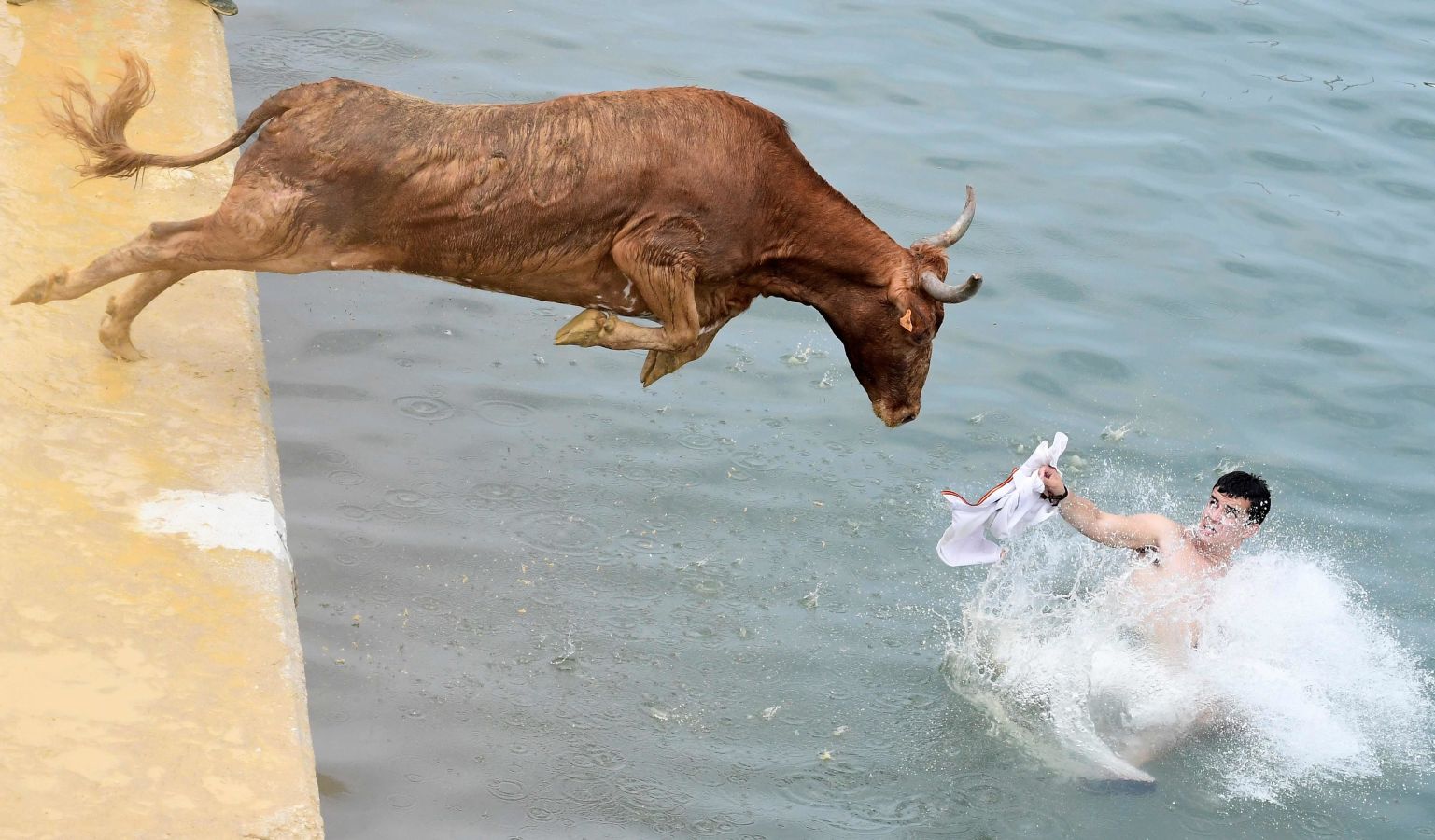 Fotos: ¡Toro al agua!