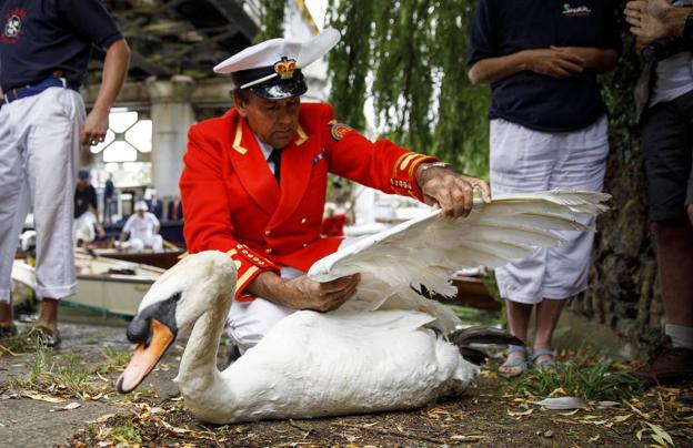 David barber, el Soberano Marcador de Cisnes, revisa las alas de un ejemplar.