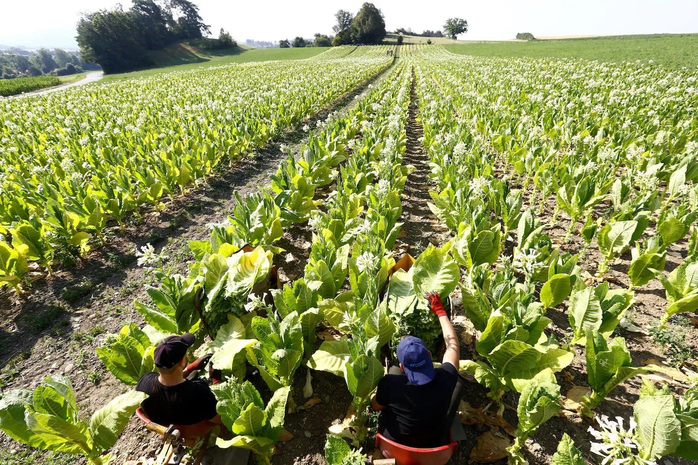 Fotos: Un no fumador con plantación de tabaco