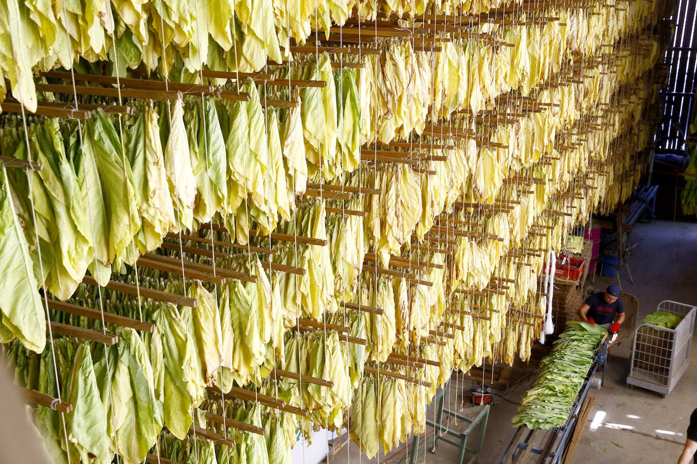 Fotos: Un no fumador con plantación de tabaco