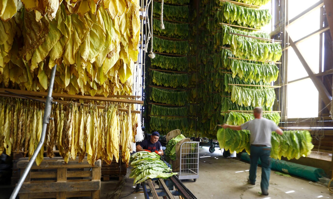 Fotos: Un no fumador con plantación de tabaco