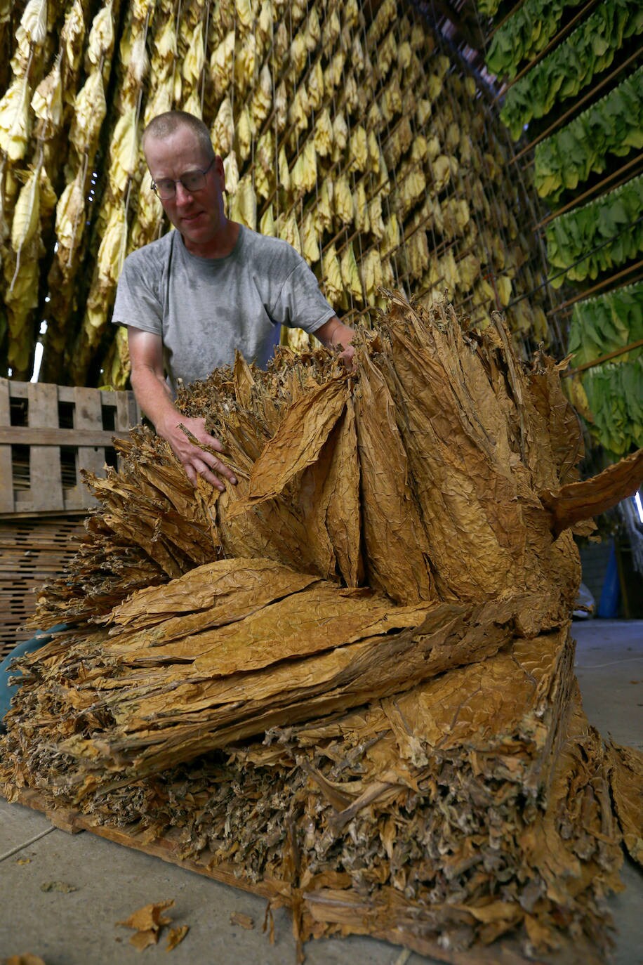 Fotos: Un no fumador con plantación de tabaco