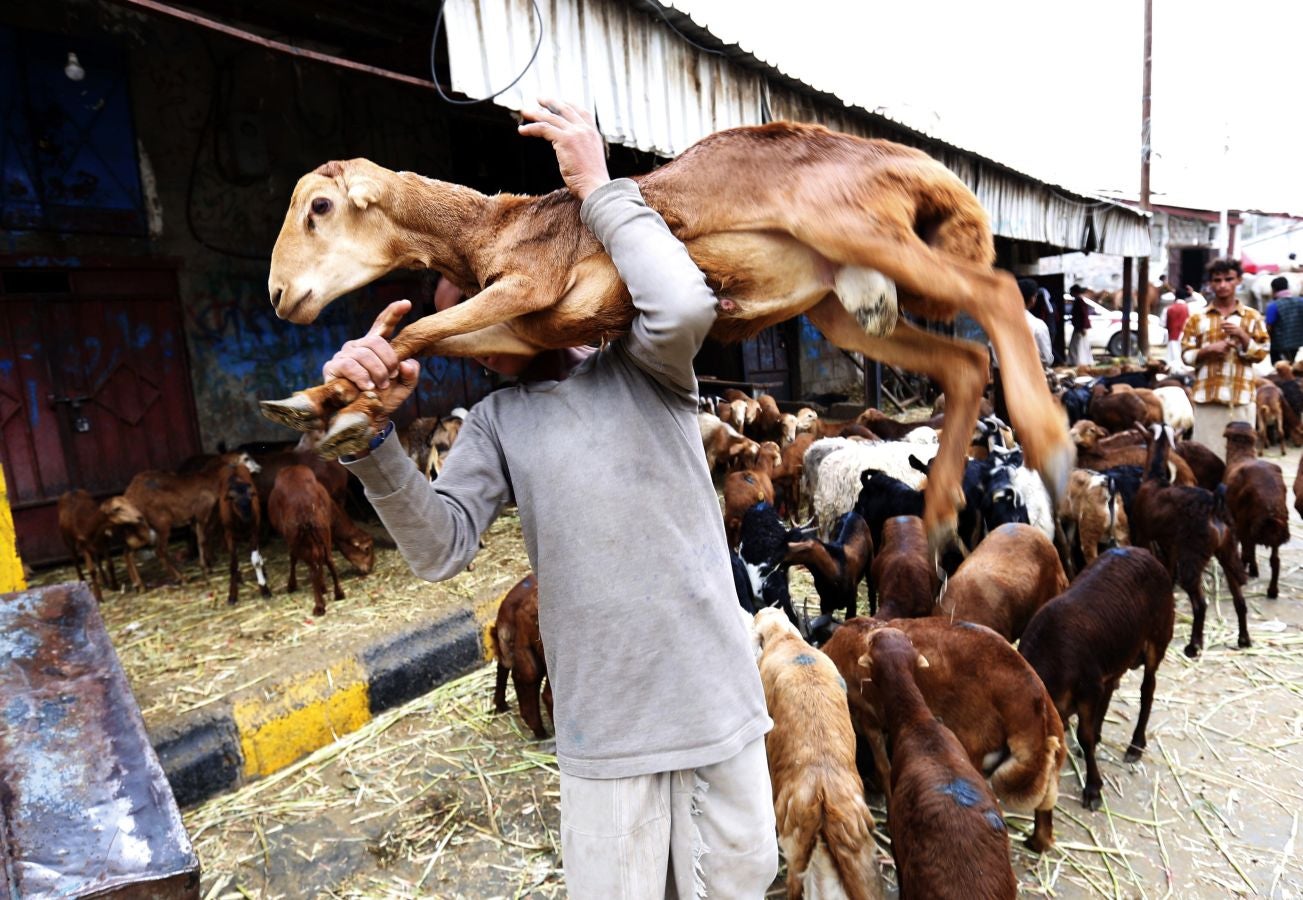 Fotos: Ganado &#039;volador&#039; en Karachi