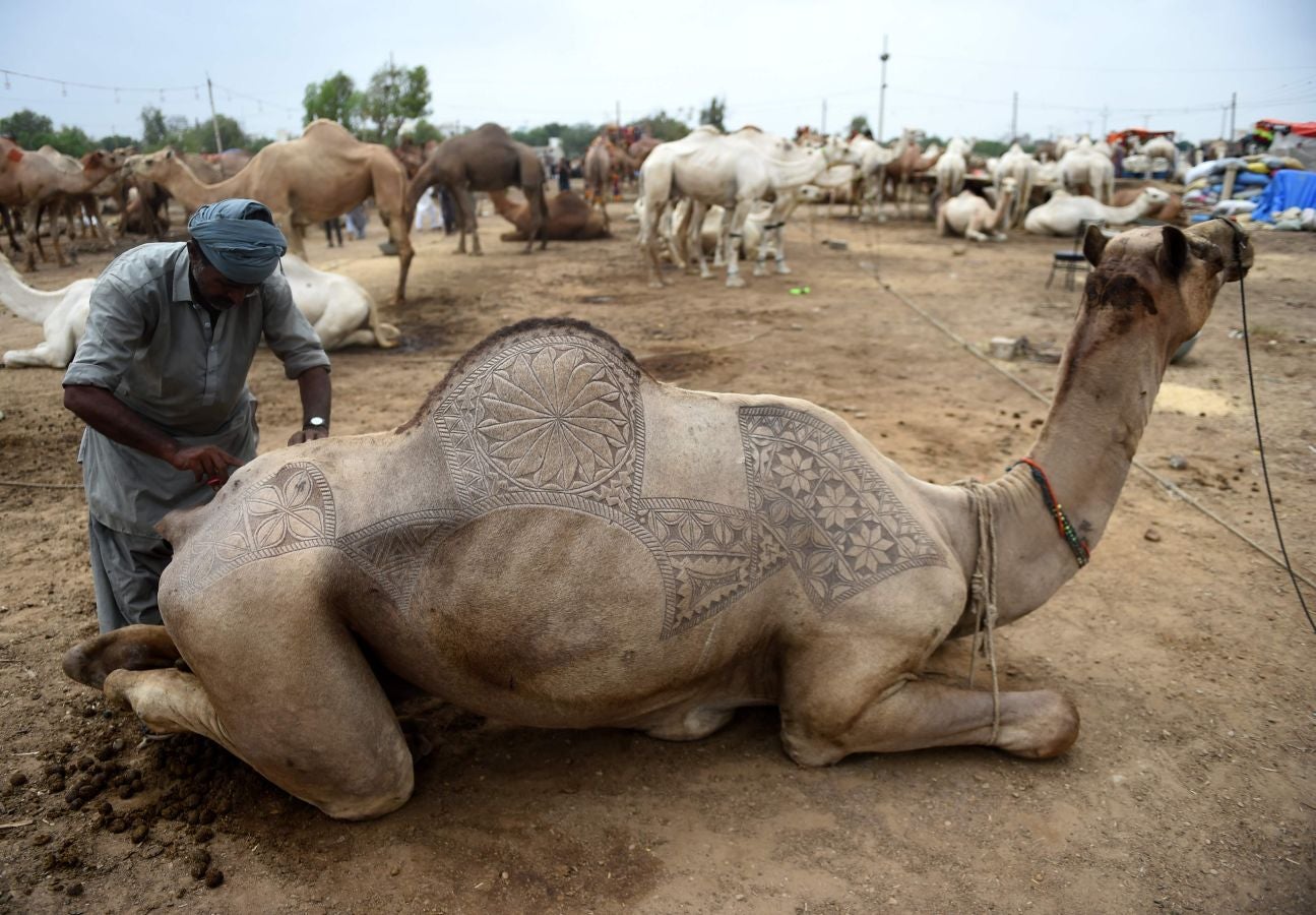 Fotos: Ganado &#039;volador&#039; en Karachi
