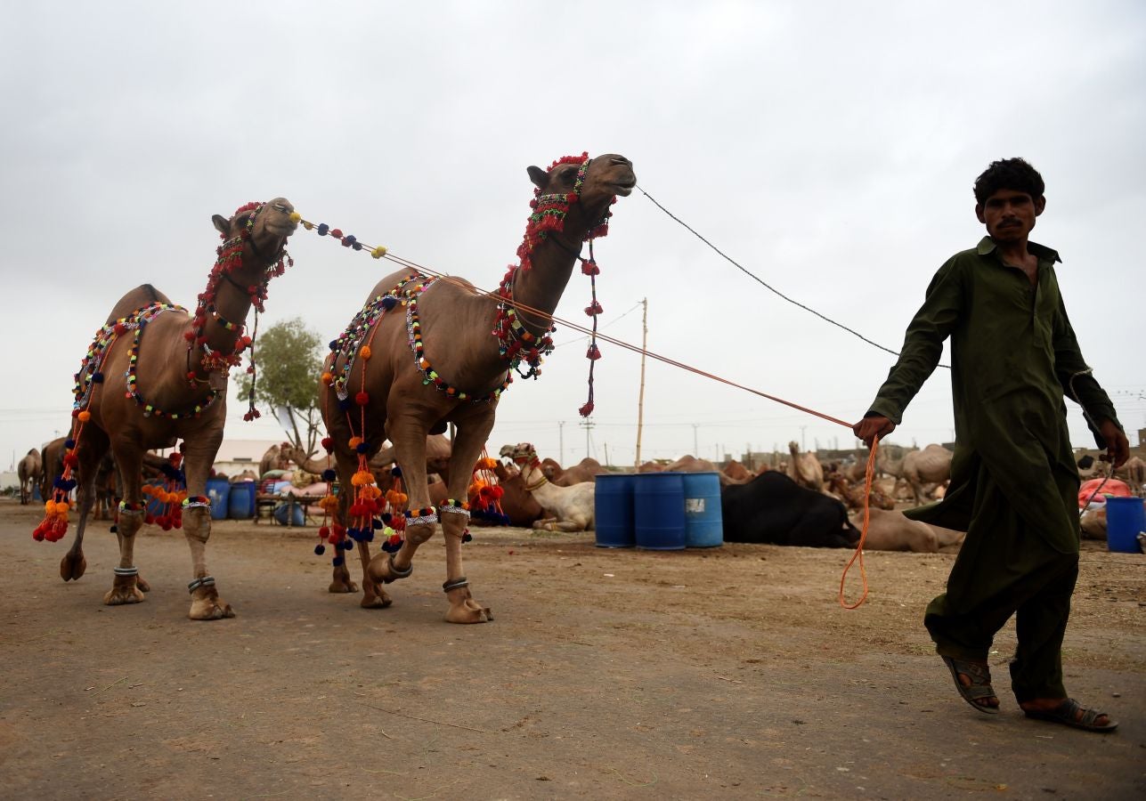Fotos: Ganado &#039;volador&#039; en Karachi