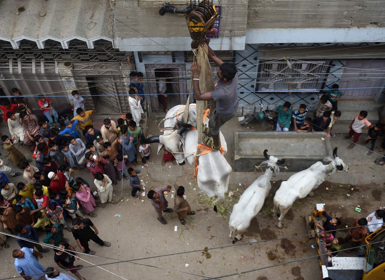 Fotos: Ganado &#039;volador&#039; en Karachi
