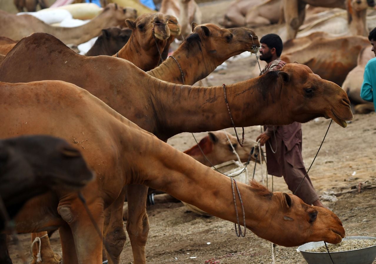 Fotos: Ganado &#039;volador&#039; en Karachi
