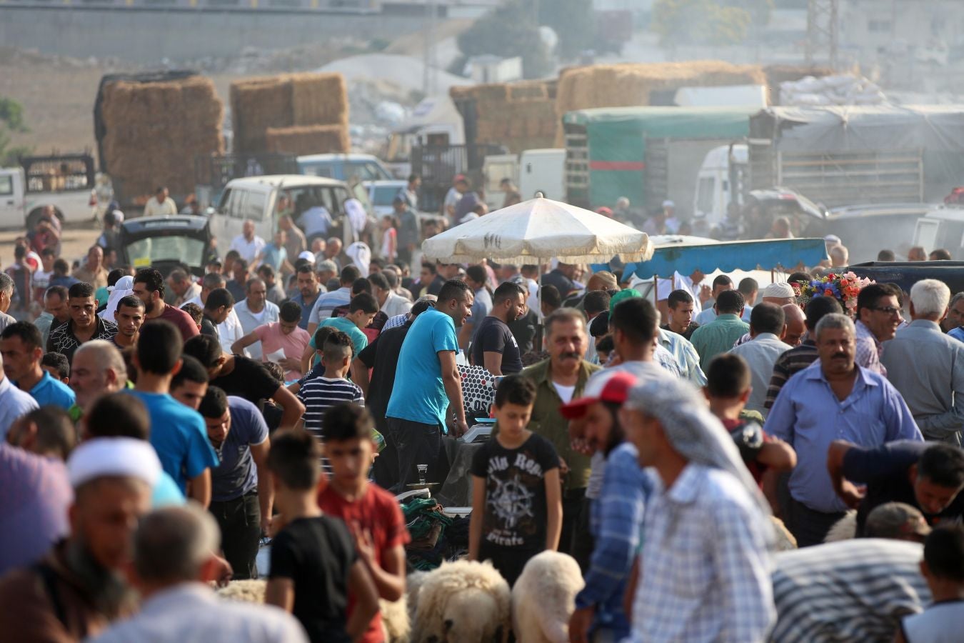 Fotos: Ganado &#039;volador&#039; en Karachi